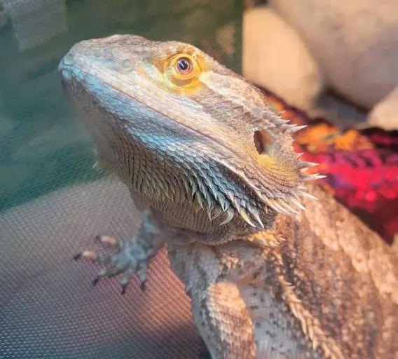 How Can i Tell If My Bearded Dragon Is Happy