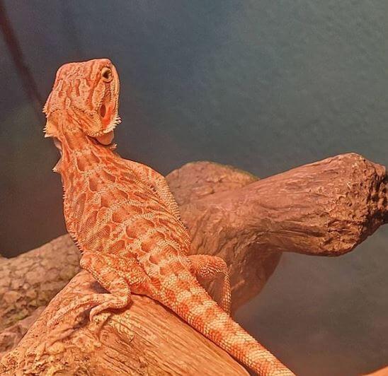How Much Should I Feed My Baby Bearded Dragon