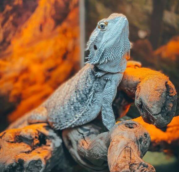 How To Bearded Dragon Proof a Room