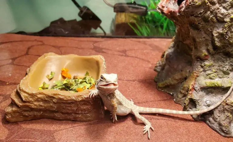 Bearded Dragon Body Language How To Figure Out 