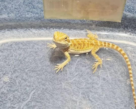 How To Get My Baby Bearded Dragon To Eat What Food Do Baby Bearded Dragons Eat?