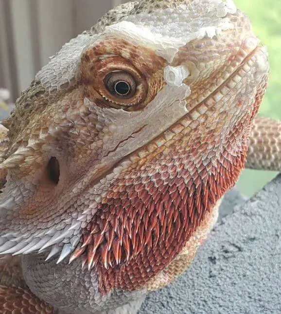 How To Tell If Your Bearded Dragon Is Shedding