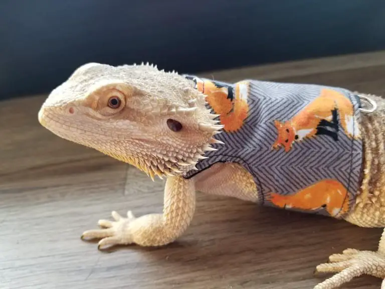 Bearded Dragon Body Language: How to Figure Out?