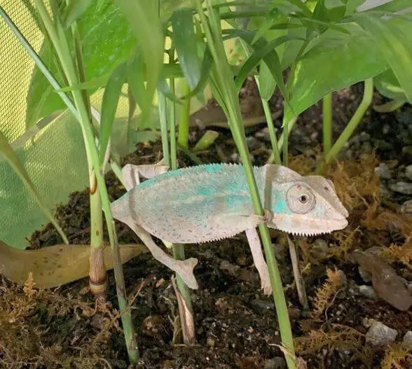 Substrate For Chameleons