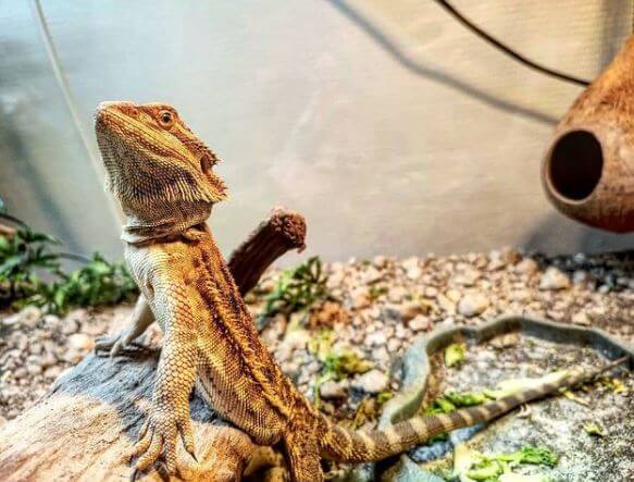 Young Bearded Dragon Diet