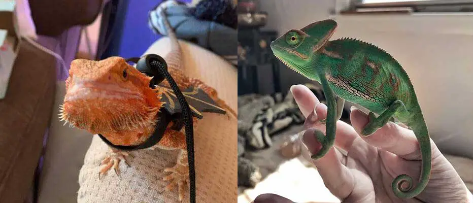 Bearded Dragon And Chameleon Together