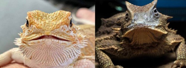 Bearded Dragon VS Horned Toad: Facts And Differences