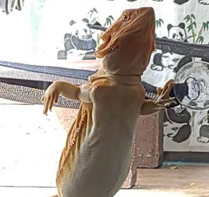 How to Tell If Your Bearded Dragon Likes Music? A Complete Guide