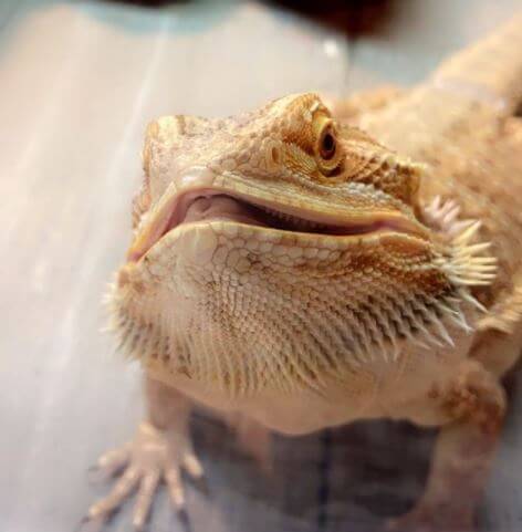 Beardie With Mouth Open