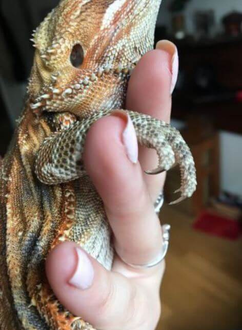Can Bearded Dragons Eat Nails