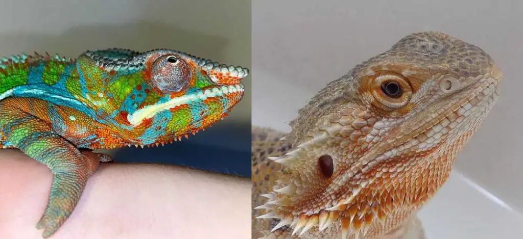 Chameleon Vs Bearded Dragon