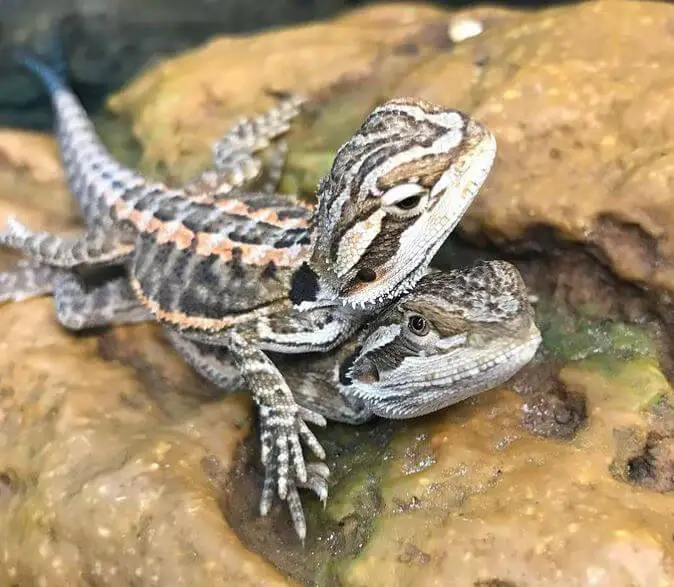 Difference Between Bearded Dragon And Fancy Bearded Dragon