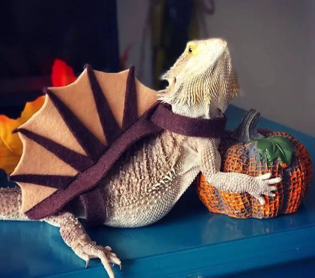 Does Bearded Dragon Like Music How to Tell If Your Bearded Dragon Likes Music?