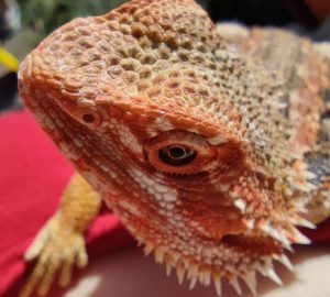 Dunner Bearded Dragon VS Normal Bearded Dragon: Facts and Differences