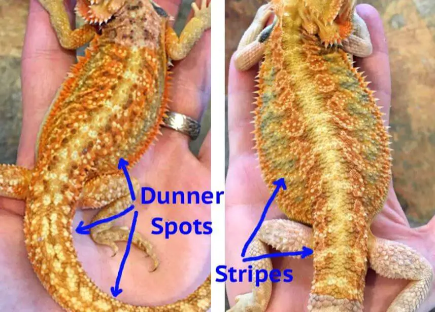 Dunner x Dunner Bearded Dragon