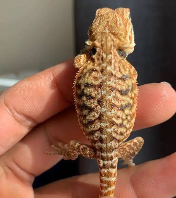 Fancy Bearded Dragon Baby