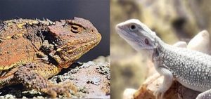 Bearded Dragon VS Horned Toad: Facts And Differences