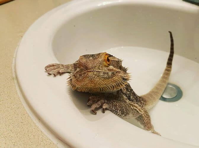How Big Should a 4 Month Old Bearded Dragon Be