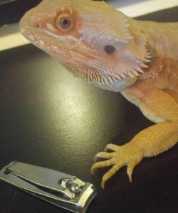 How To Clip Bearded Dragon Nails 250x300 