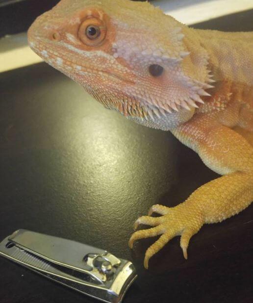 How To Clip Bearded Dragon Nails