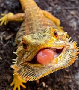 Dunner Bearded Dragon Vs Normal Beardie: Facts And Differences