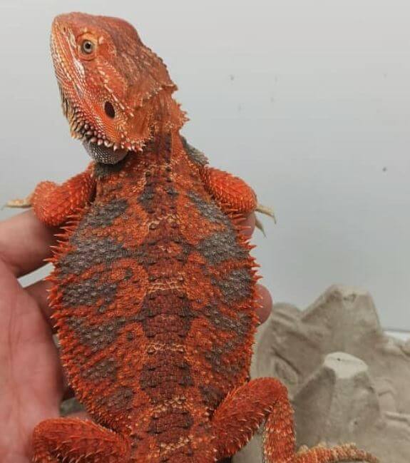 Red Dunner Bearded Dragon For Sale