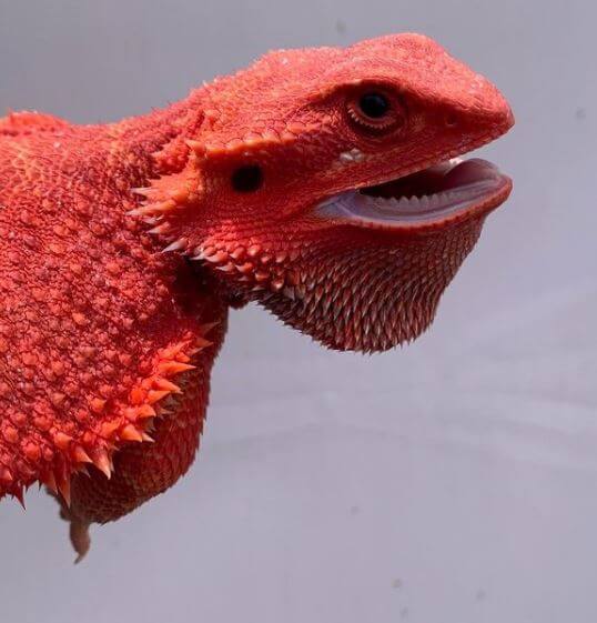Red Dunner Bearded Dragon