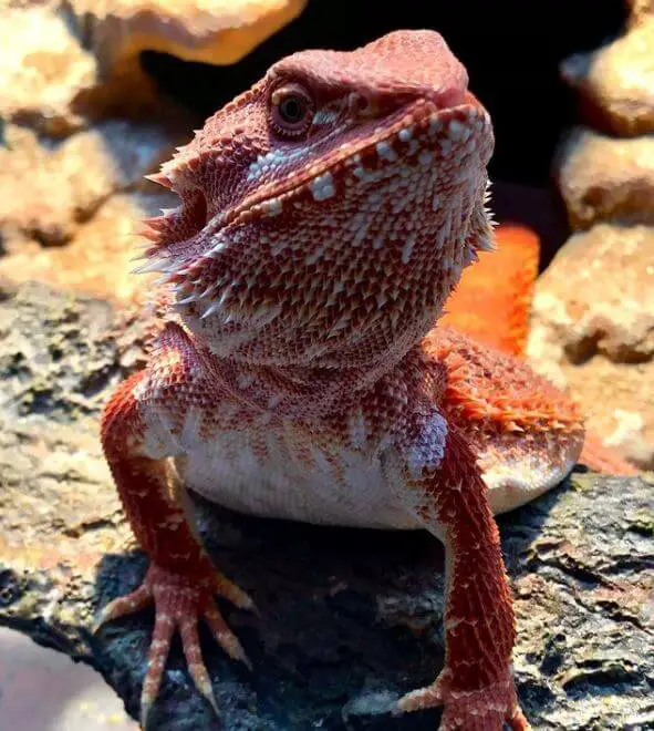 What Is Dunner Bearded Dragon