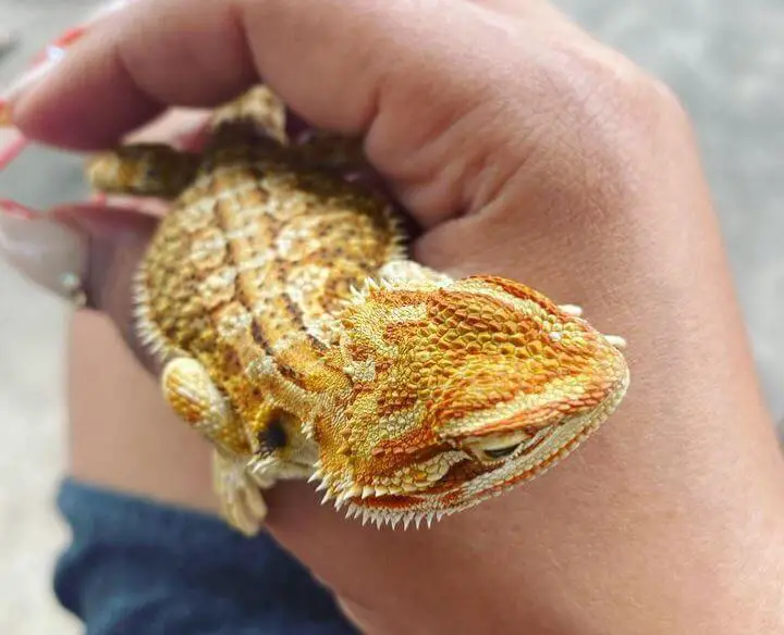 What Is The Difference Between a Fancy And a Regular Bearded Dragon