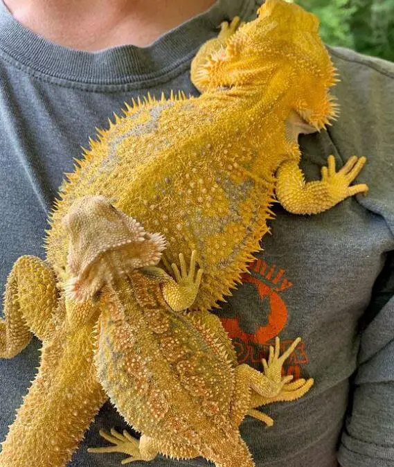 What Is a Hypo Bearded Dragon