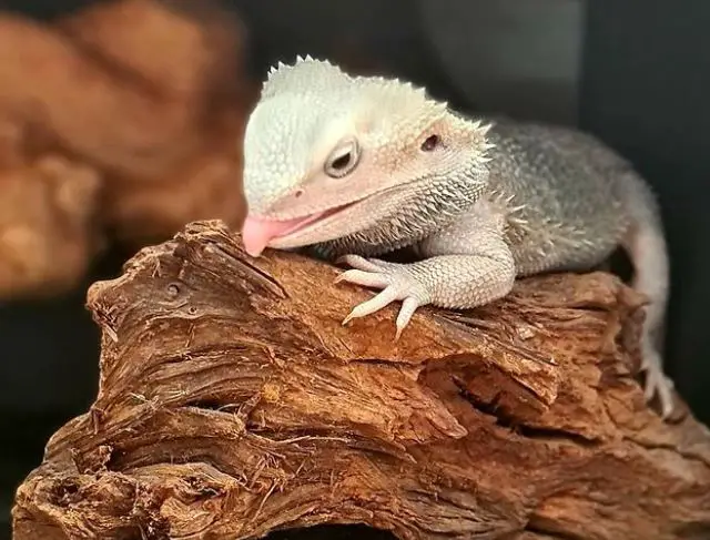 What sounds do bearded dragons like to hear