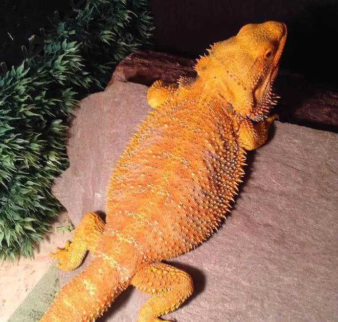 What's The Difference Between Bearded Dragons And Fancy Bearded Dragons