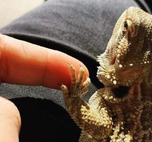 When To Start Trimming Bearded Dragon Nails 300x281 