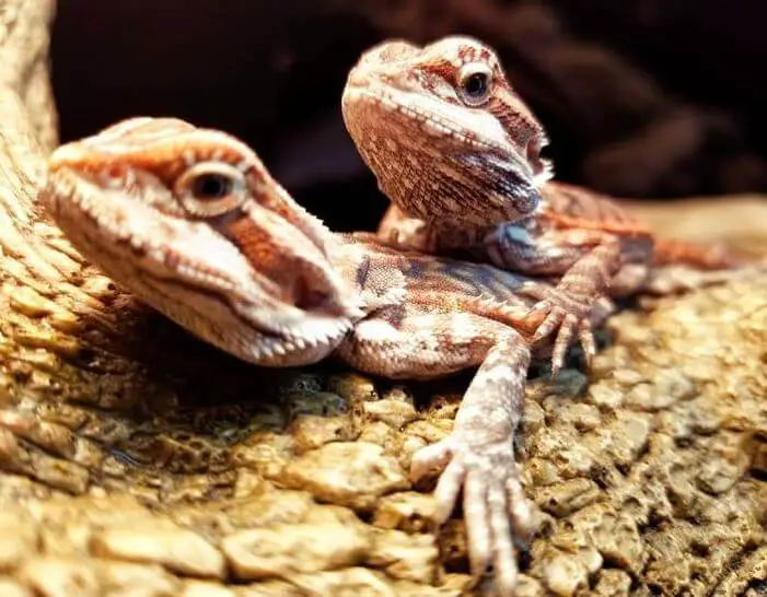 Which Bearded Dragon Is Best
