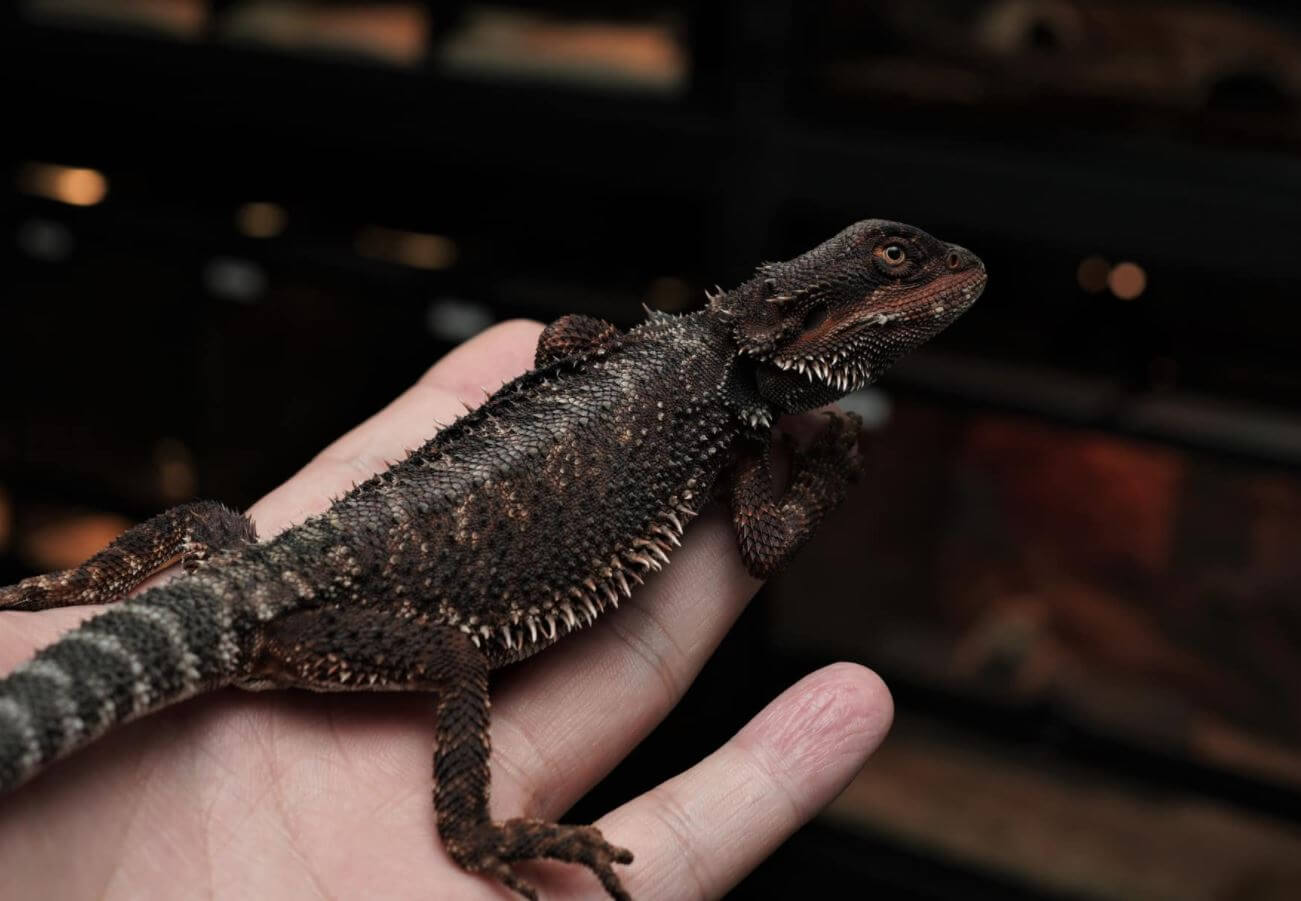 Bearded Dragon VS Horned Toad: Facts And Differences