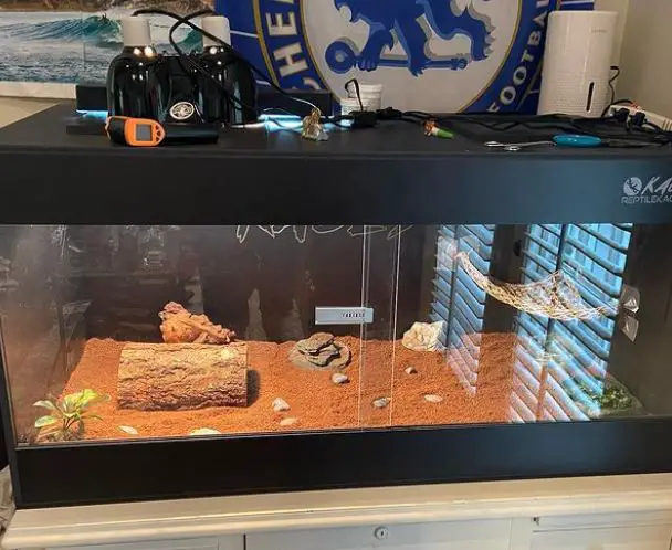 Bearded Dragon Enclosure Size In Cm