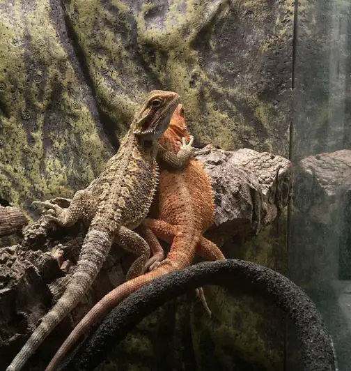 Bearded Dragon Tank Size By Age