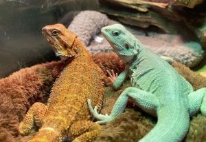 Can You Use a Fish Aquarium for a Bearded Dragon?