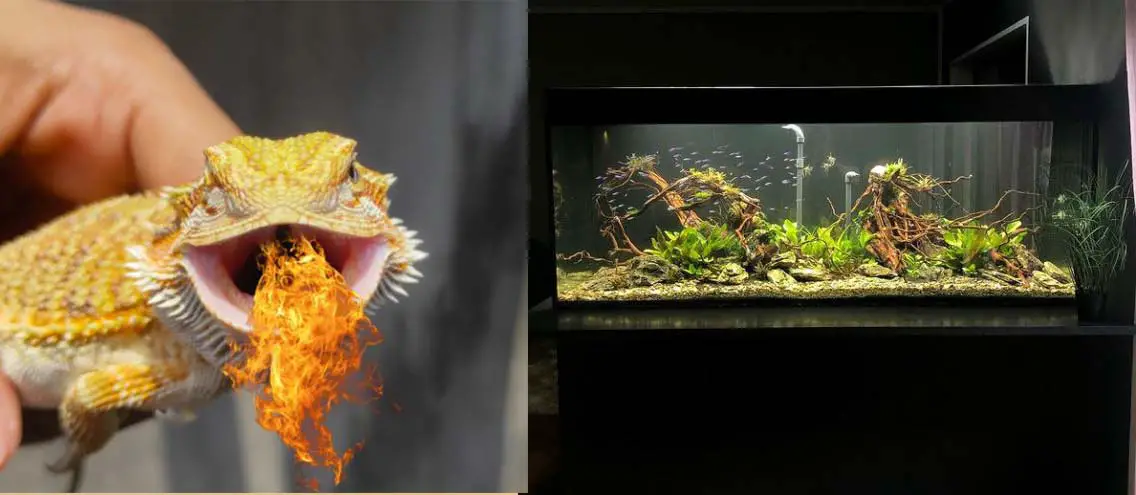 Can You Use a Fish Aquarium For a Bearded Dragon?