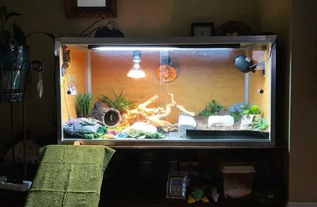 Can You Use a Fish Tank For a Bearded Dragon