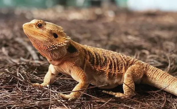 How Often Should You Take Your Bearded Dragon Out Of Its Cage