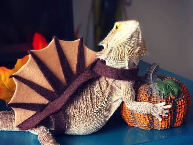 How To Carry a Bearded Dragon