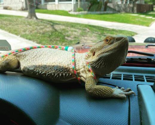 How To Move a Bearded Dragon