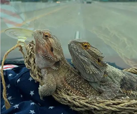 How To Take a Bearded Dragon Out Of Its Cage