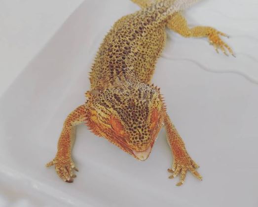 Bearded Dragon And Hydration