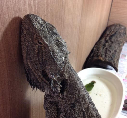 Bearded Dragon Brumation Or Dying
