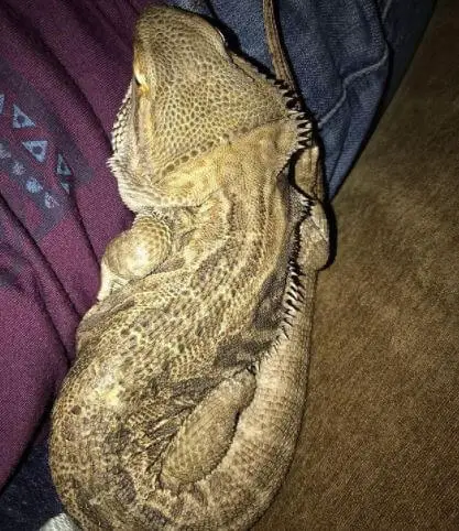 Bearded Dragon Died Age