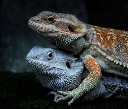 Bearded Dragon Fight To Death