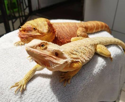 Bearded Dragon For Sale At Petsmart