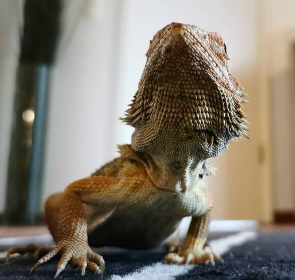 Bearded Dragon For Sale Nyc